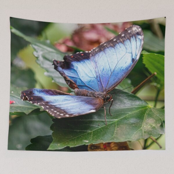 Item preview, Blue Wings designed and sold by Tim Dusenberry.