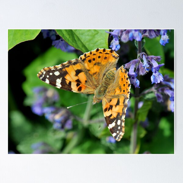 Item preview, Painted Lady designed and sold by John Hooton.
