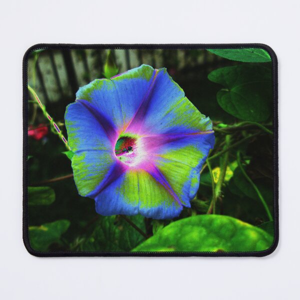 Item preview, Morning Glory designed and sold by Jess-Tru.