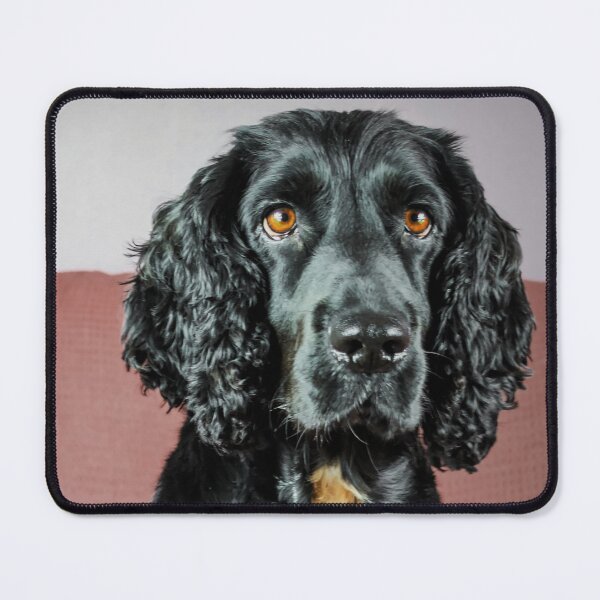Item preview, Spaniel designed and sold by JEZ22.