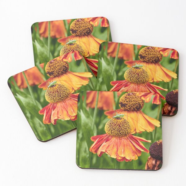 Item preview, The Sneezeweed and the Cricket designed and sold by Eidetic Photos.