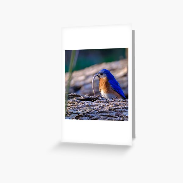 Artikel-Vorschau von Bluebird's Breakfast: Der kleine Jäger der Natur, designt und verkauft von tiltshiftearth, contemplative art.