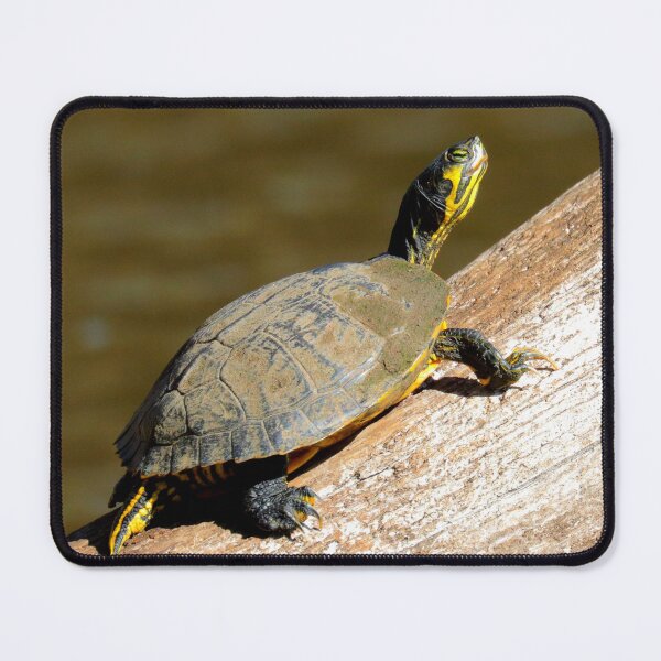 Item preview, Yellow-bellied slider designed and sold by Parks and X.