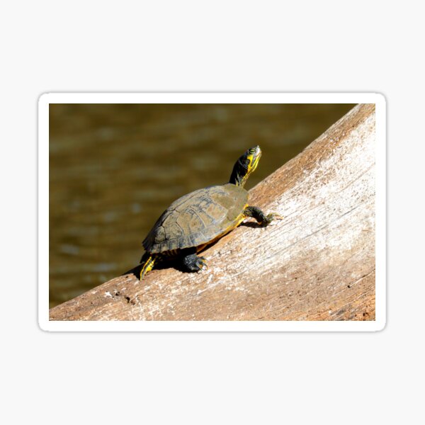 Item preview, Yellow-bellied slider designed and sold by Parks and X.