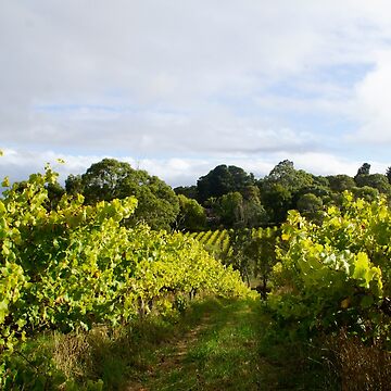 Artwork thumbnail, Vineyard by Adelaide artist Avril Thomas at Magpie Springs by MagpieSprings