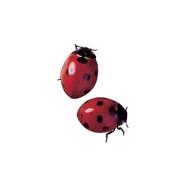 Artwork thumbnail, LadyBug by sofisstickerbox
