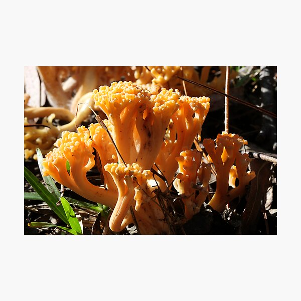 Aperçu de l'œuvre Fungi Season 29 créée et vendue par Normf.