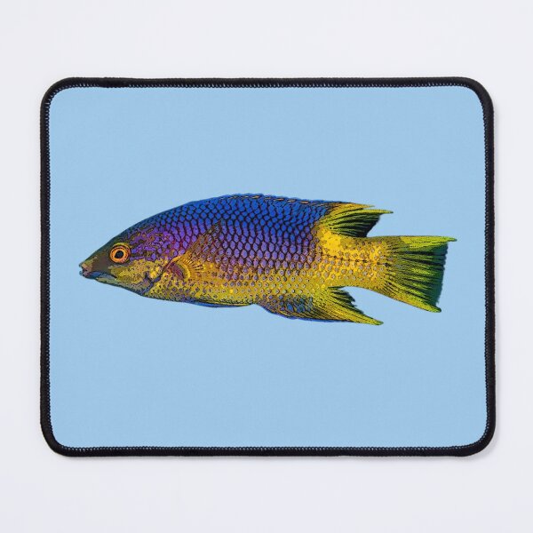 Item preview, Spanish Hogfish Color Design  designed and sold by designsasstultd.