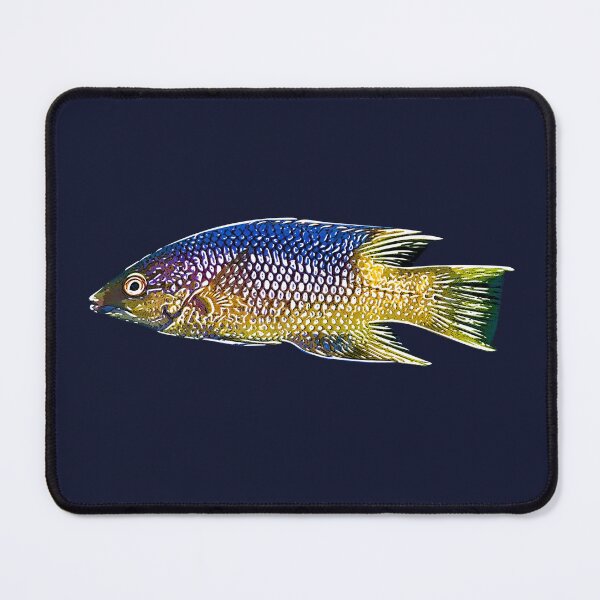 Item preview, Spanish Hogfish White Alternate Design designed and sold by designsasstultd.