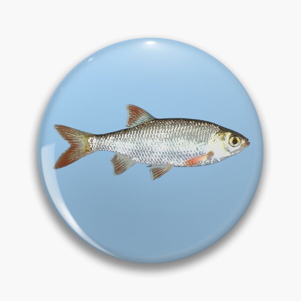 Item preview, Common Rudd Color Design  designed and sold by designsasstultd.