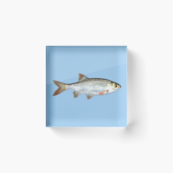 Item preview, Common Rudd Color Design  designed and sold by designsasstultd.