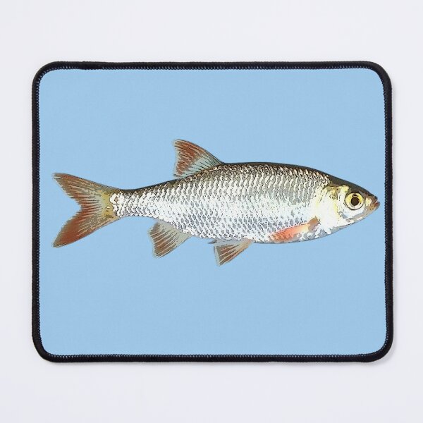 Item preview, Common Rudd Color Design  designed and sold by designsasstultd.