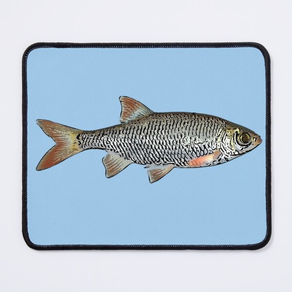 Item preview, Common Rudd Black Alternate Design  designed and sold by designsasstultd.