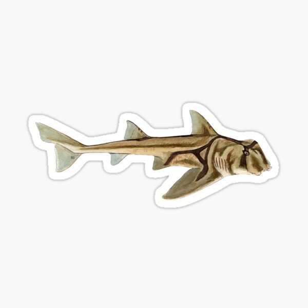 Item preview, PORT JACKSON SHARK-Heterodontus portjacksoni designed and sold by BEATRIZ ABAITUA.
