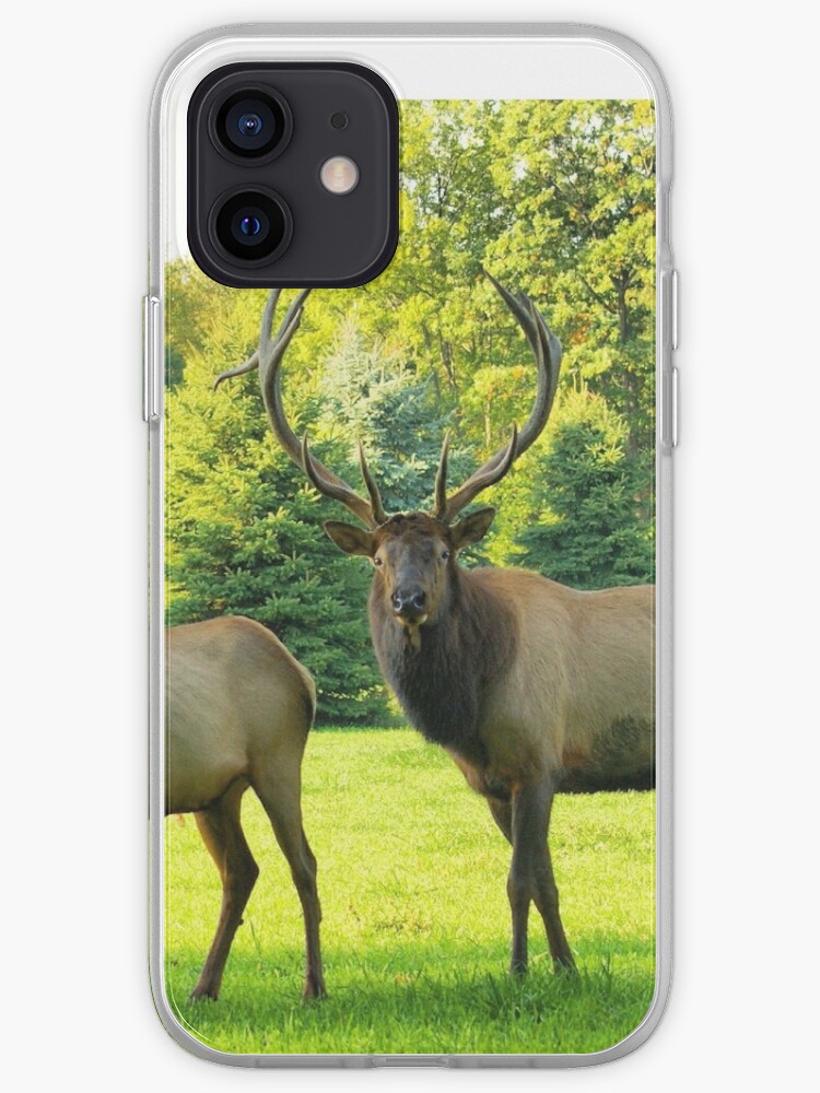 Big Bull Elk With Cow 2 Iphone Case Cover By Windwalker Gear Redbubble