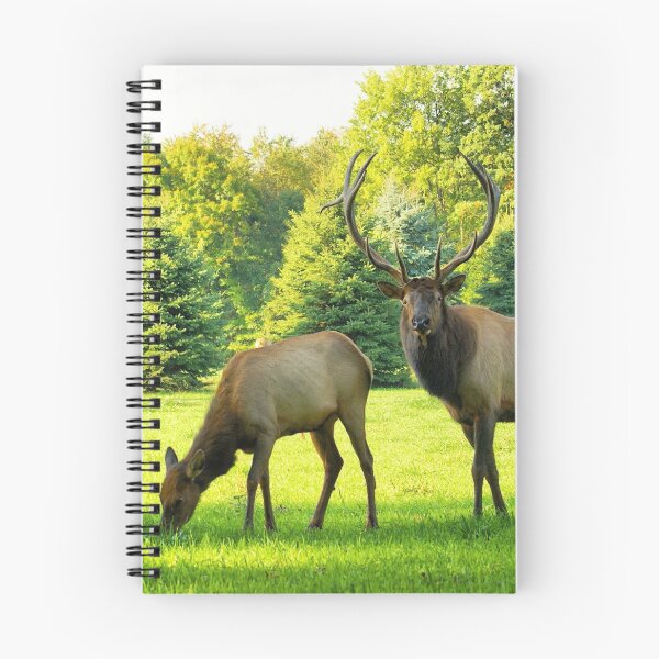 Item preview, Big Bull Elk with Cow 2 designed and sold by Windwalker-Gear.