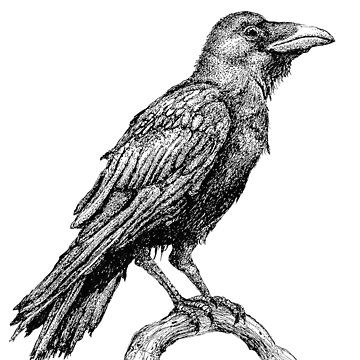 Artwork thumbnail, Raven by chuckebloom