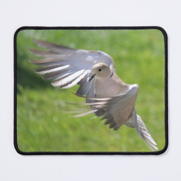 Item preview, Ring callared dove designed and sold by AnthonyThomas.