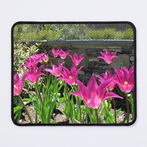 Item preview, Beautifully Brilliant Violet Tulips  designed and sold by BostonArcImage.