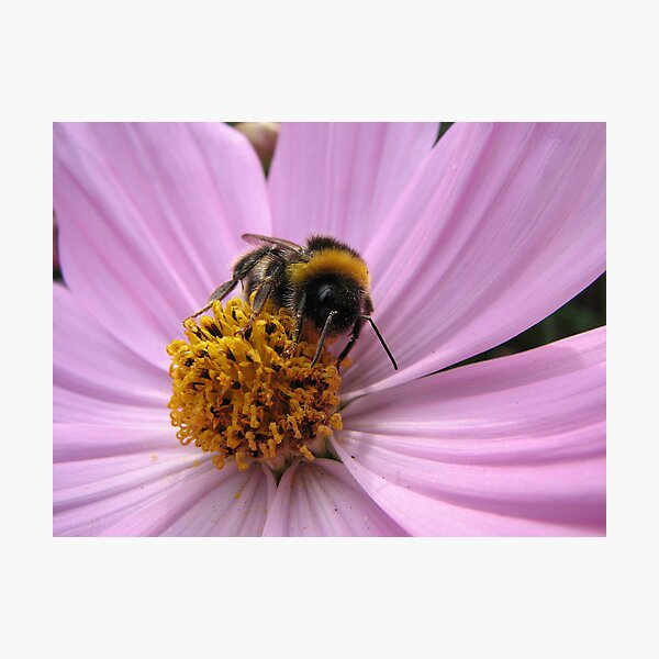Item preview, Bumble-bee in action designed and sold by Hans Bax.