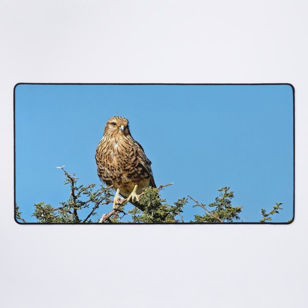 Item preview, Greater Kestrel Watching designed and sold by Kay Brewer.