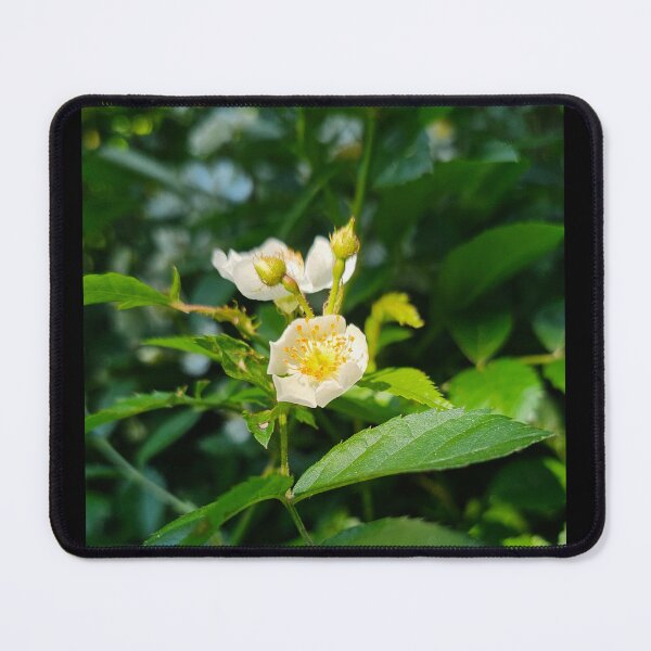 Item preview, Wild Rose Flower in a Sun Ray designed and sold by Quincy-Hedgehog.
