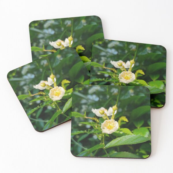 Item preview, Wild Rose Flower in a Sun Ray designed and sold by Quincy-Hedgehog.