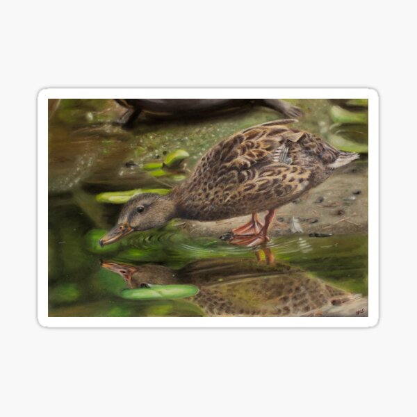 Duck in the Turtle Pond Sticker