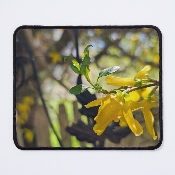 Item preview, Forsythia Flowers Along the Gate designed and sold by Quincy-Hedgehog.