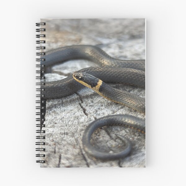 Item preview, Eastern Ringneck Snake designed and sold by Emily Noyes.