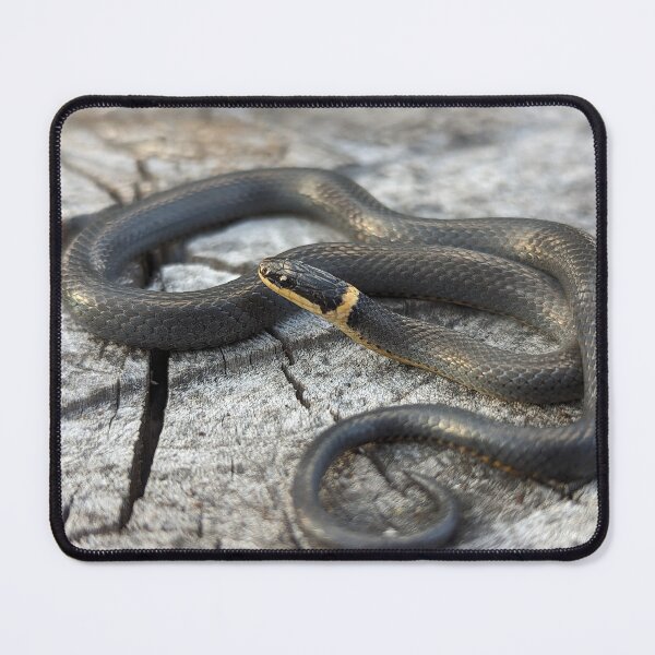 Item preview, Eastern Ringneck Snake designed and sold by Emily Noyes.