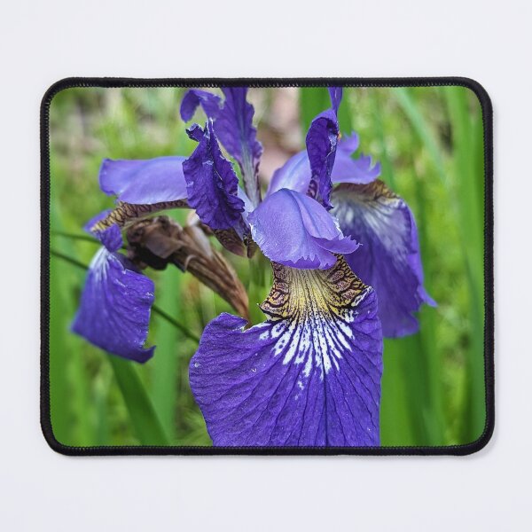 Item preview, Siberian Iris designed and sold by Emily Noyes.