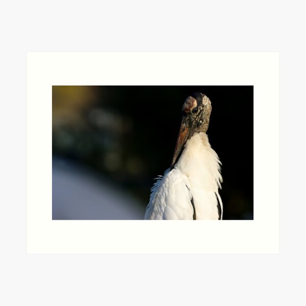 Item preview, Wood Stork designed and sold by herongirlart.