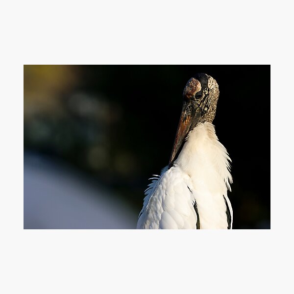 Item preview, Wood Stork designed and sold by herongirlart.