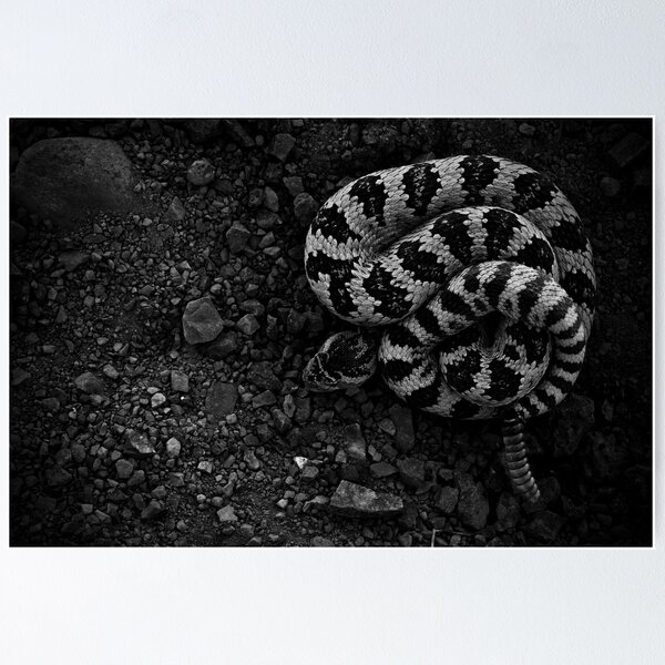 Item preview, Great Basin Rattlesnake designed and sold by herongirlart.