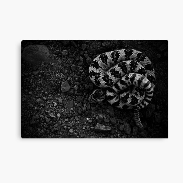 Item preview, Great Basin Rattlesnake designed and sold by herongirlart.