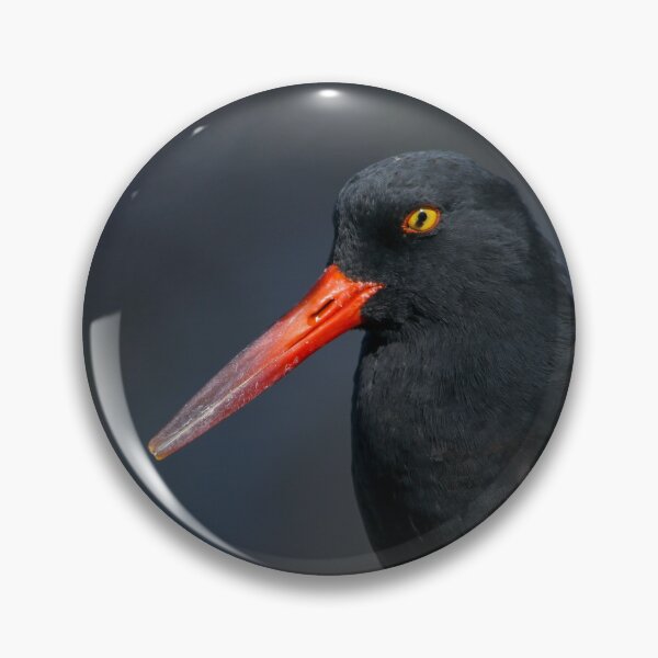Item preview, Black Oystercatcher designed and sold by herongirlart.