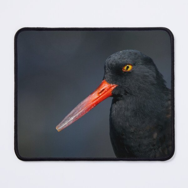 Item preview, Black Oystercatcher designed and sold by herongirlart.