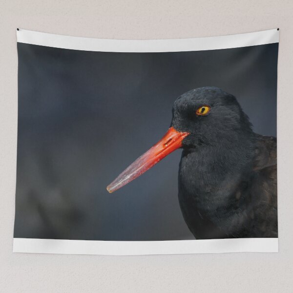 Item preview, Black Oystercatcher designed and sold by herongirlart.