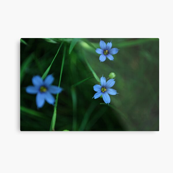 little blue flowers Metal Print