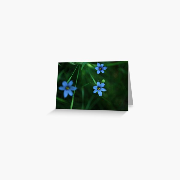 little blue flowers Greeting Card