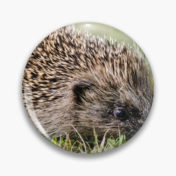 Item preview, Hedgehog designed and sold by JEZ22.