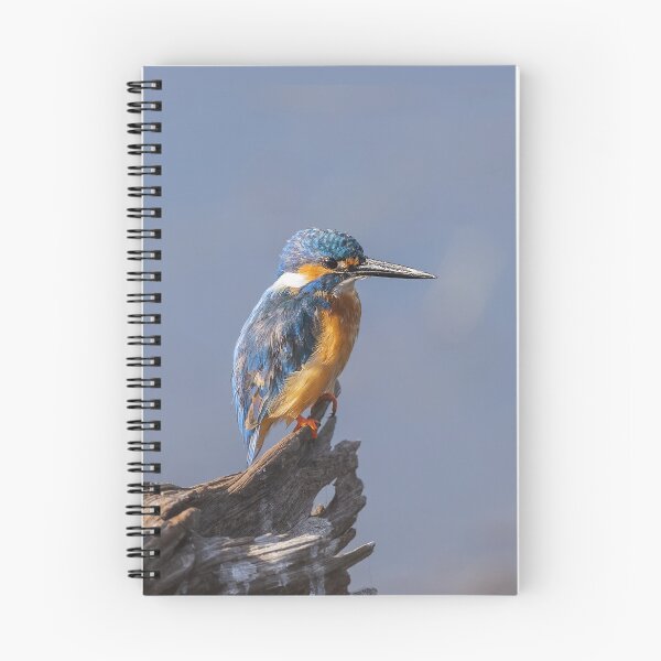 Item preview, Common Kingfisher designed and sold by Puttaswamy Ravishankar.