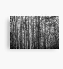 Bark In Fog Canvas Print