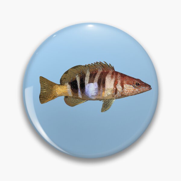 Item preview, Painted Comber Color Design  designed and sold by designsasstultd.