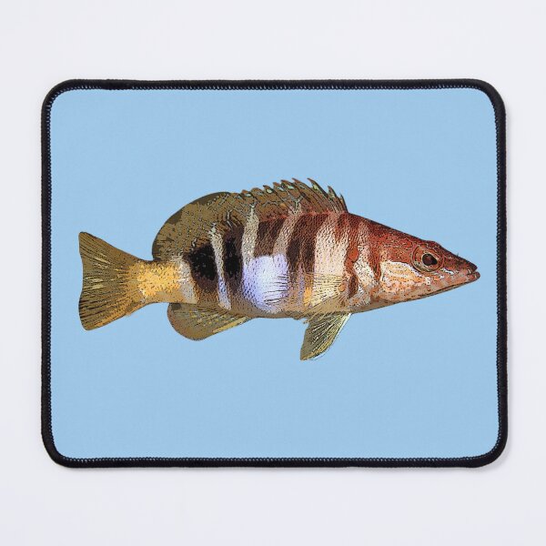 Item preview, Painted Comber Color Design  designed and sold by designsasstultd.