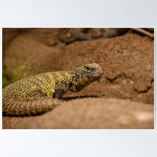 Item preview, Crawling in Natural Desert Environment designed and sold by Seamusomoore.