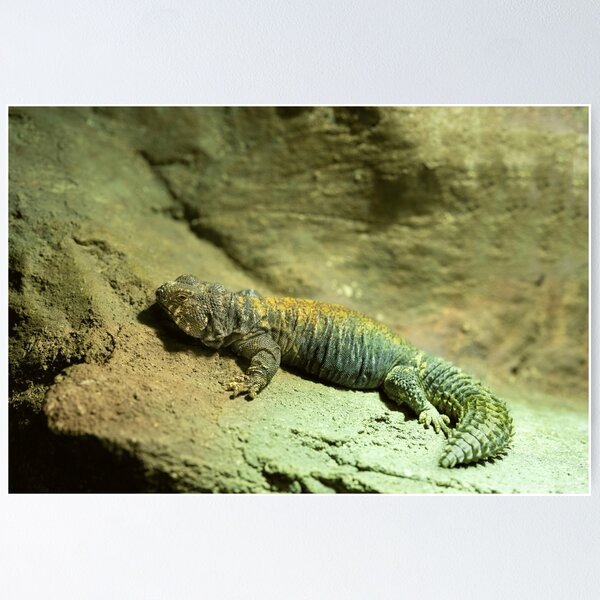 Item preview, Resting on Rocky Terrain designed and sold by Seamusomoore.