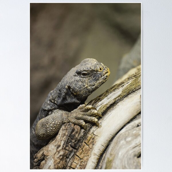 Item preview, Climbing on Bark designed and sold by Seamusomoore.