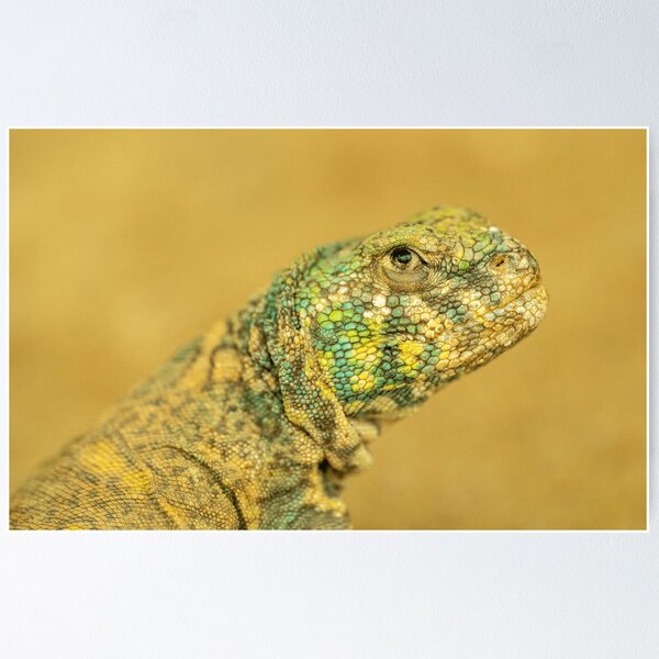 Item preview, Colorful Scales in the Middle of Desert designed and sold by Seamusomoore.